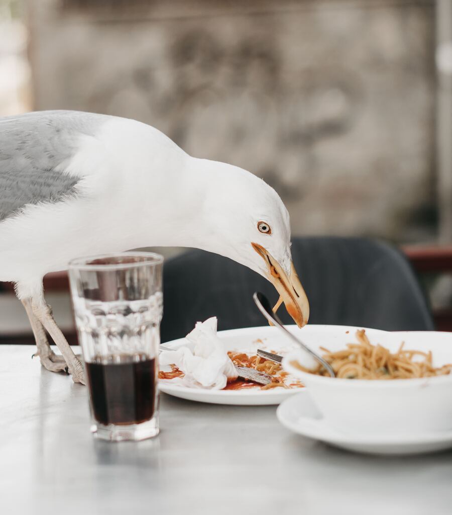 Cut food waste in half